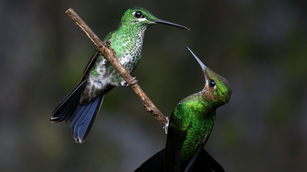 Costa Rica