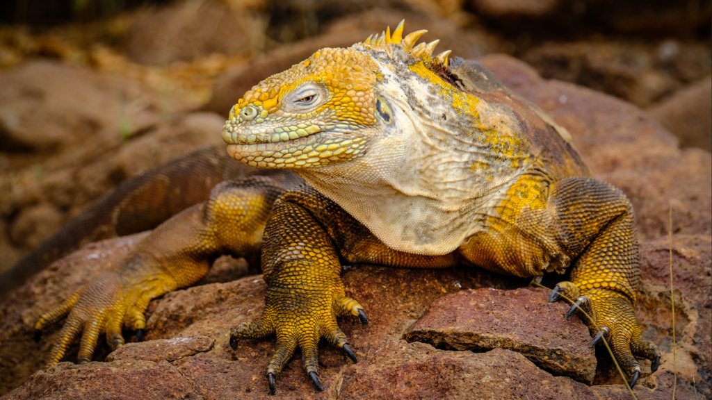 Galápagos Islands