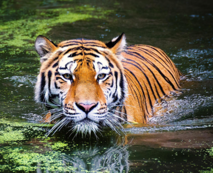 Wildlife Safari in Tadoba