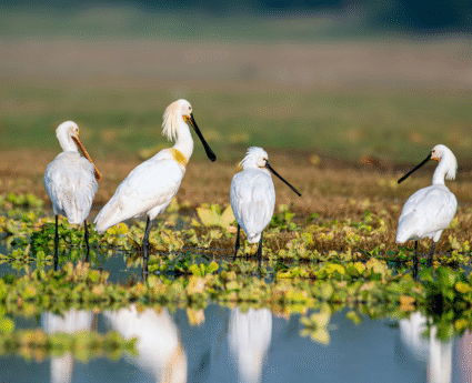 Bithoor-Nature-Tour