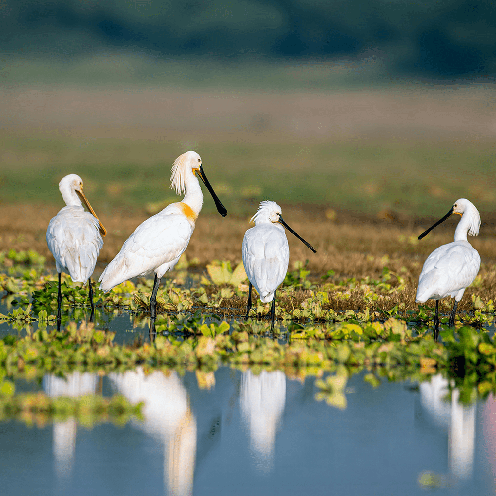 Bithoor-Nature-Tour