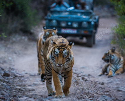 Dudhwa Wildlife Tour