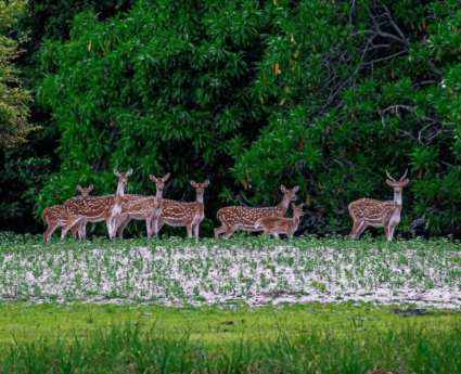 Simlipal National Park Tour