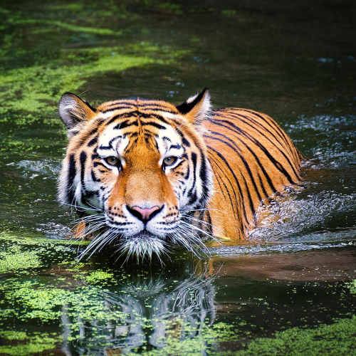 Wildlife Safari in Tadoba