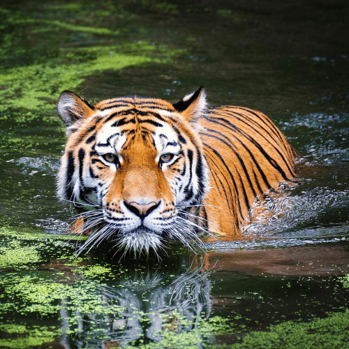 Wildlife Safari in Tadoba