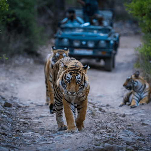 Dudhwa Wildlife Tour