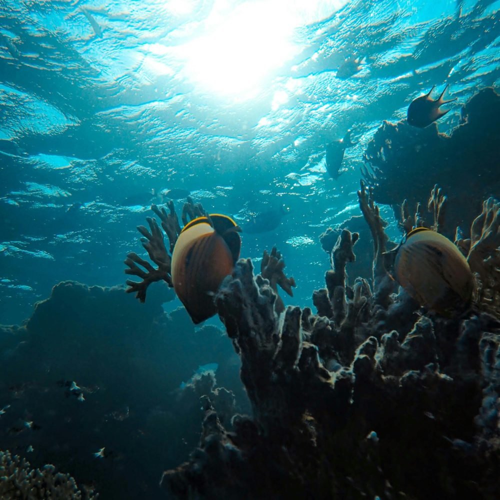 Dive into the Great Barrier Reef, Australia