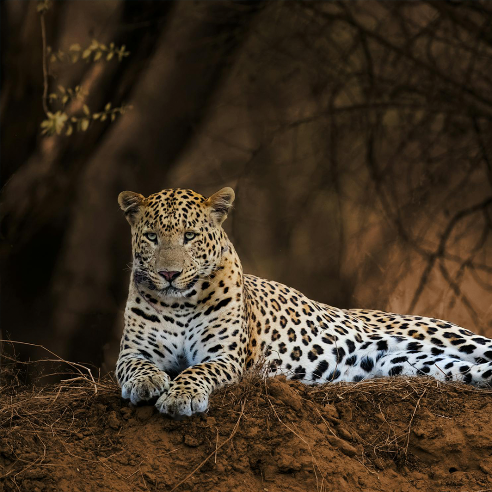 Trip to Ranthambore