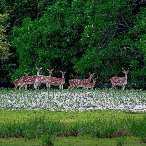 Simlipal National Park Tour